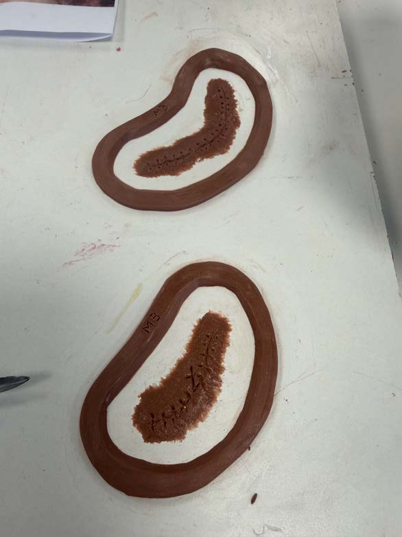 Clay prosthetic shapes sculpted on a flat plate ready for mould making.